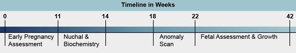 acog timeline of prenatal visits